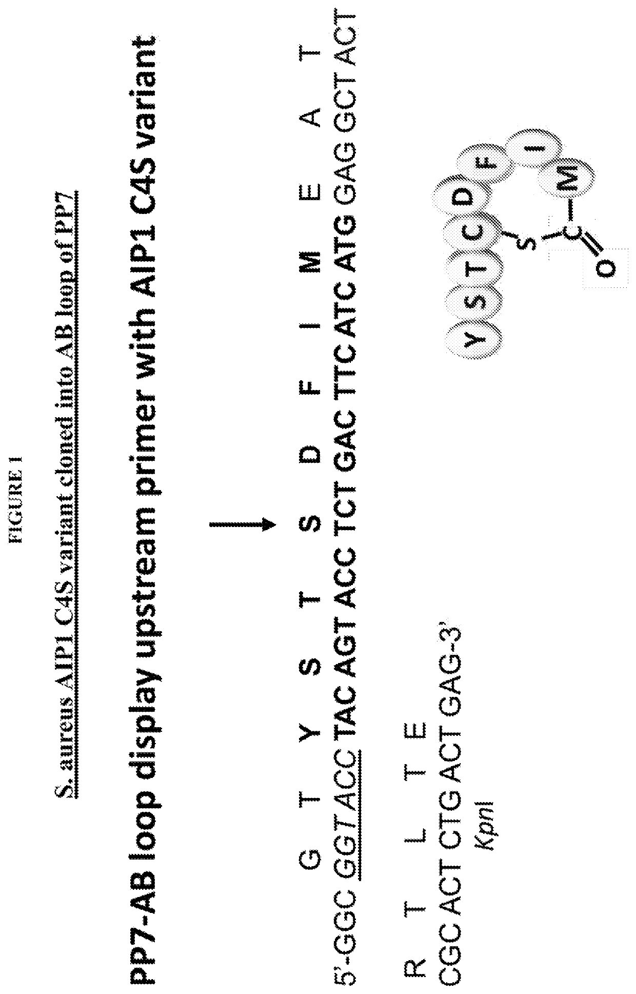 VLP-based vaccines for targeting <i>Staphylococcus aureus </i>secreted virulence factors