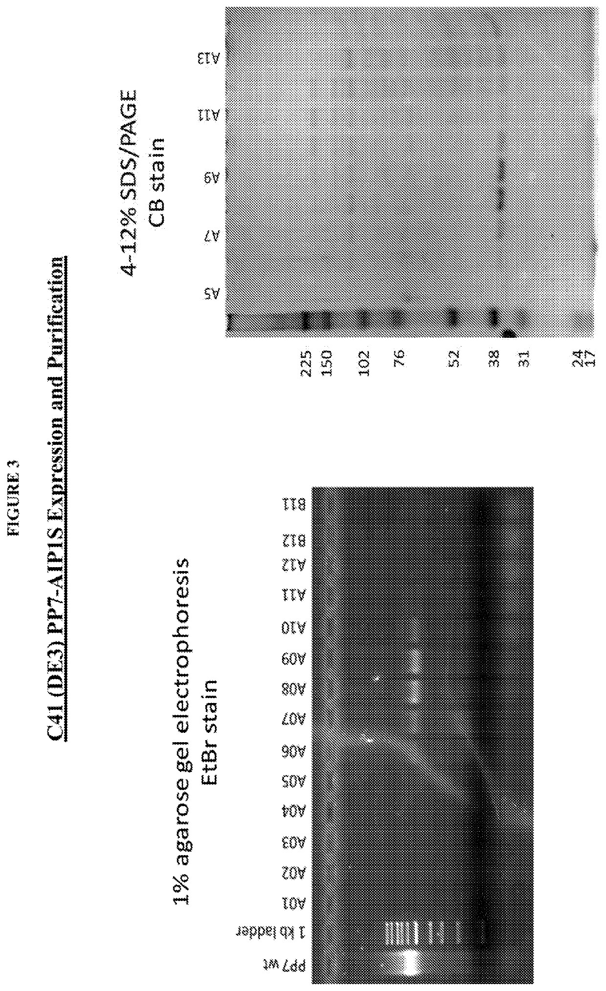 VLP-based vaccines for targeting <i>Staphylococcus aureus </i>secreted virulence factors