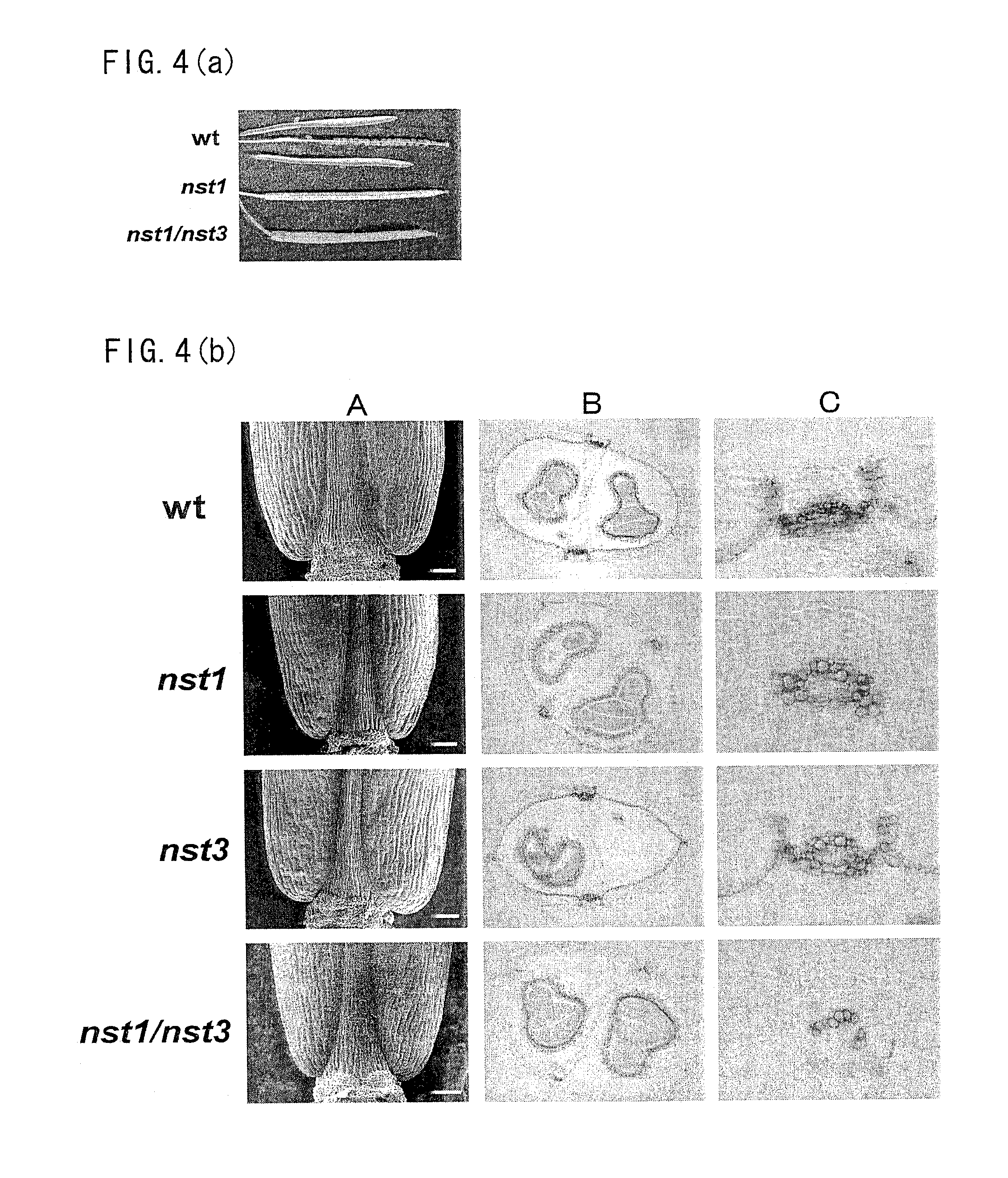 Plant having reduced lignin and cellulose contents without reducing glucan content, method of producing the same and utilization thereof
