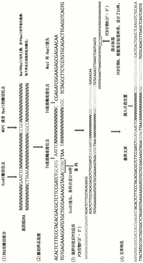 Method for preparing novel genome simplified methylation sequencing library