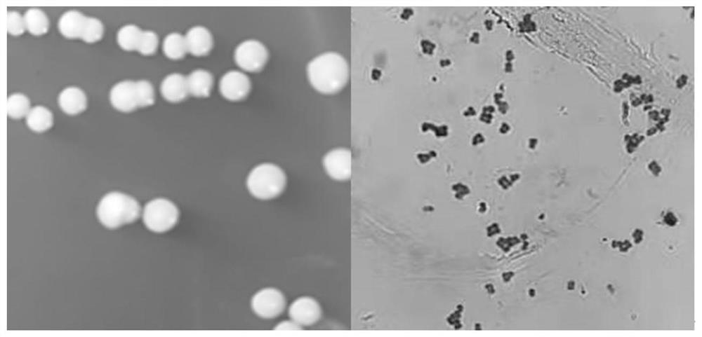 Tetragenococcus halophilus and application of tetragenococcus halophilus in production of anti-cancer exopolysaccharides