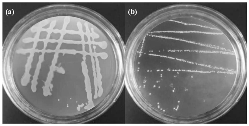 Tetragenococcus halophilus and application of tetragenococcus halophilus in production of anti-cancer exopolysaccharides