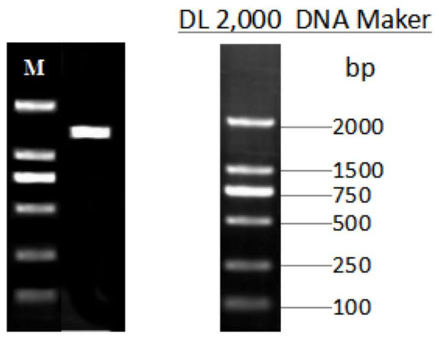 Tetragenococcus halophilus and application of tetragenococcus halophilus in production of anti-cancer exopolysaccharides