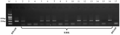 The mmedco Ⅰ gene of Braconis schneidi and its application