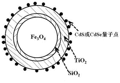 Magnetic Fe3O4/SiO2/TiO2/quantum dot compounded nanometer photocatalyst and preparation method and application thereof