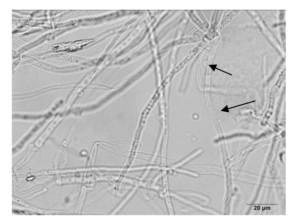 Method for identifying mating types of Lepista sordida protoplast monokaryons and special primer pair SR-5*1 therefor