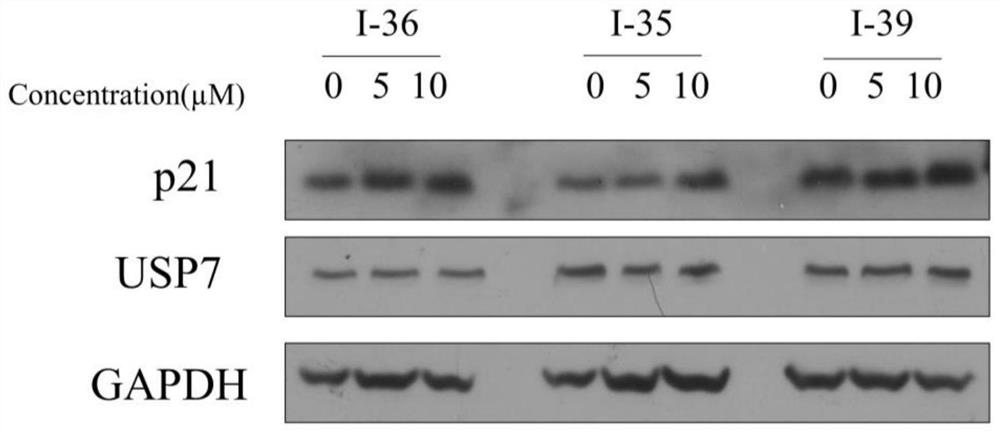 Quinazolinone USP7 inhibitor as well as preparation method and application thereof