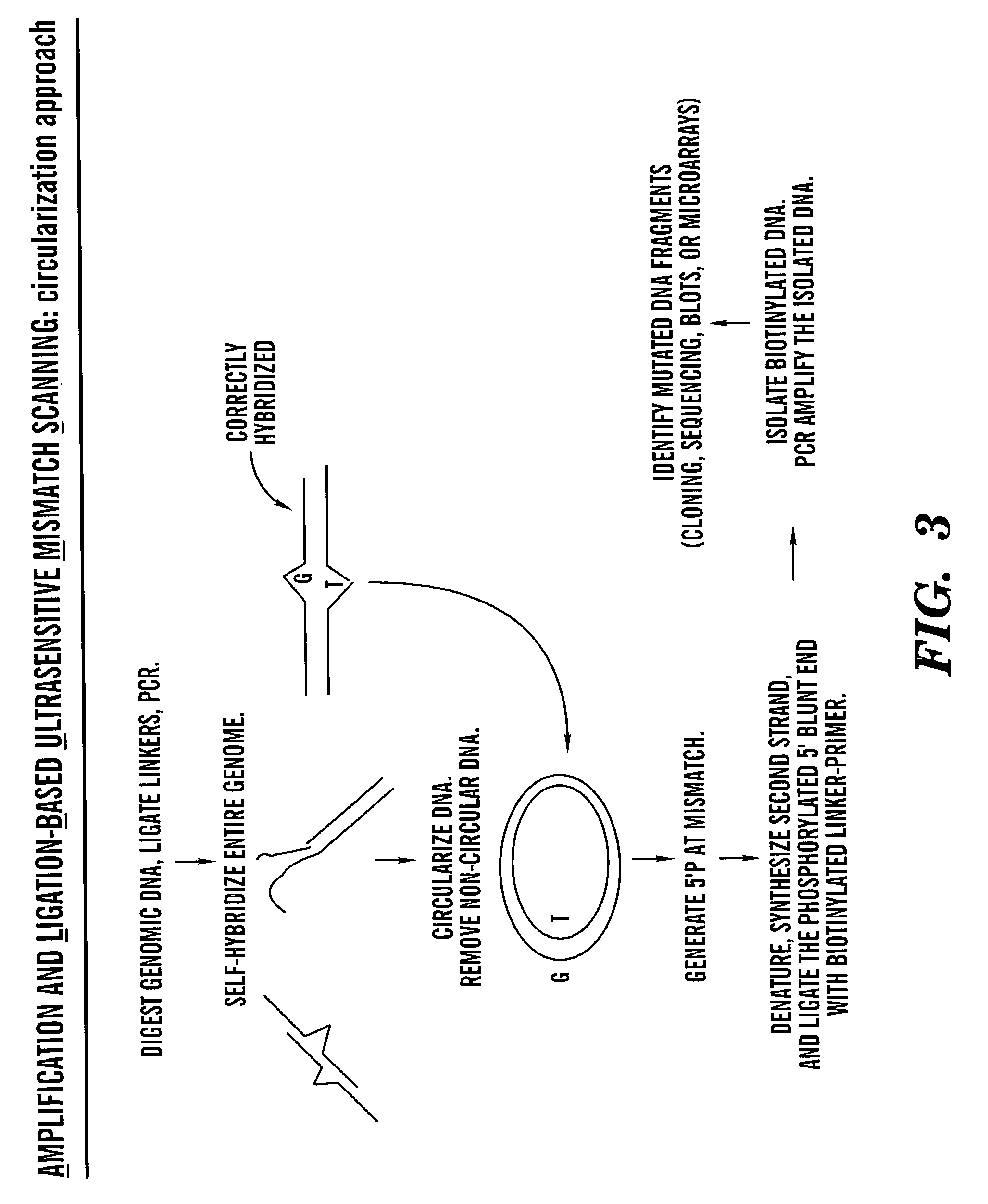 Methods for rapid screening of polymorphisms, mutations and methylation