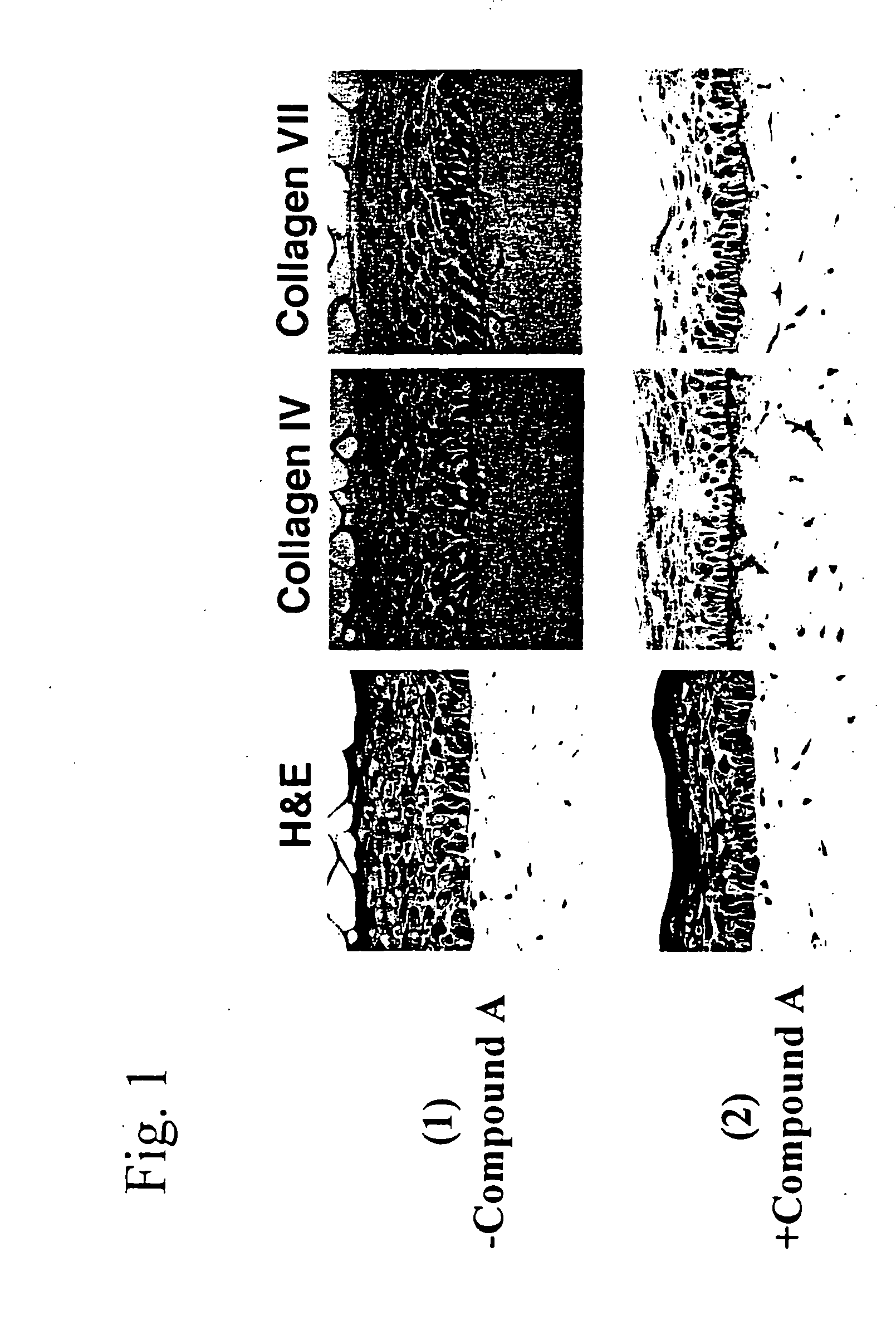 Skin vitalizing composition for external use anti-aging preparation