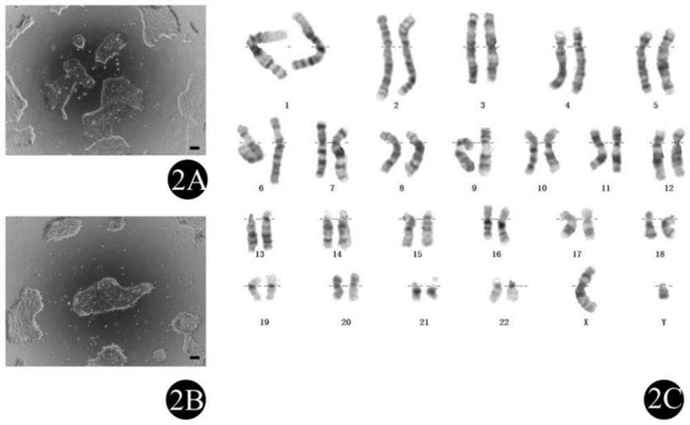 VSX2 green fluorescence reporter gene vector system and construction method thereof