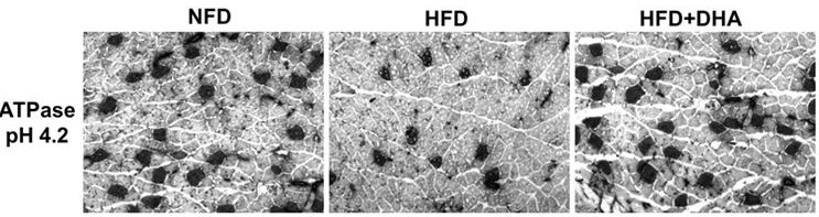 Novel application of DHA as feed additive in regulation and control of muscle fiber types