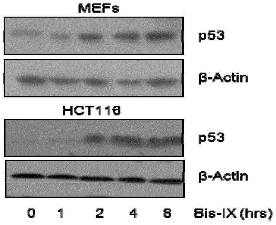 Application of bisindole maleimide derivatives in the preparation of drugs for the treatment of chronic myelogenous leukemia