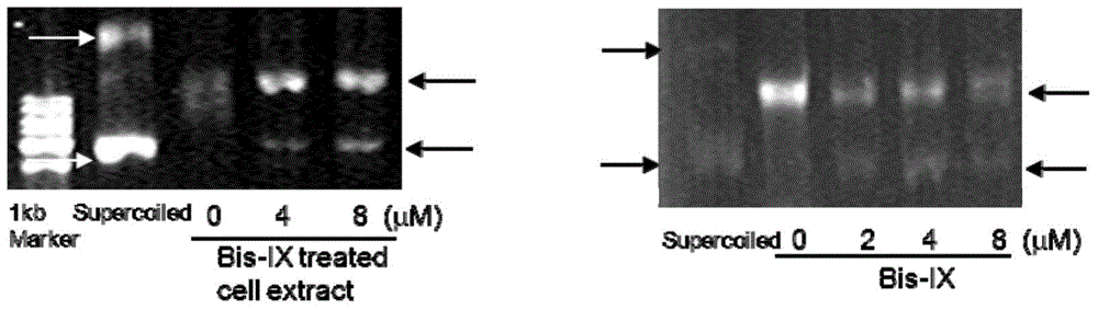 Application of bisindole maleimide derivatives in the preparation of drugs for the treatment of chronic myelogenous leukemia