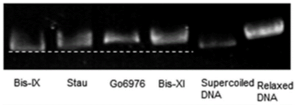 Application of bisindole maleimide derivatives in the preparation of drugs for the treatment of chronic myelogenous leukemia