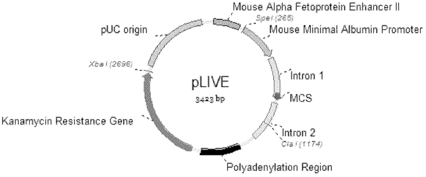 MicroRNA structure-based construction method and function verification of hepatic cell selective multi-target interfering plasmid vector