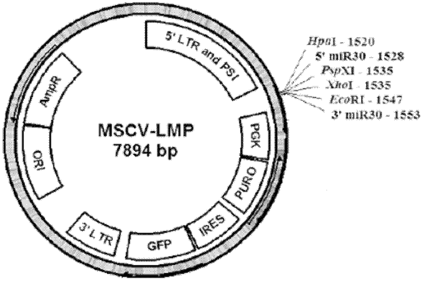 MicroRNA structure-based construction method and function verification of hepatic cell selective multi-target interfering plasmid vector