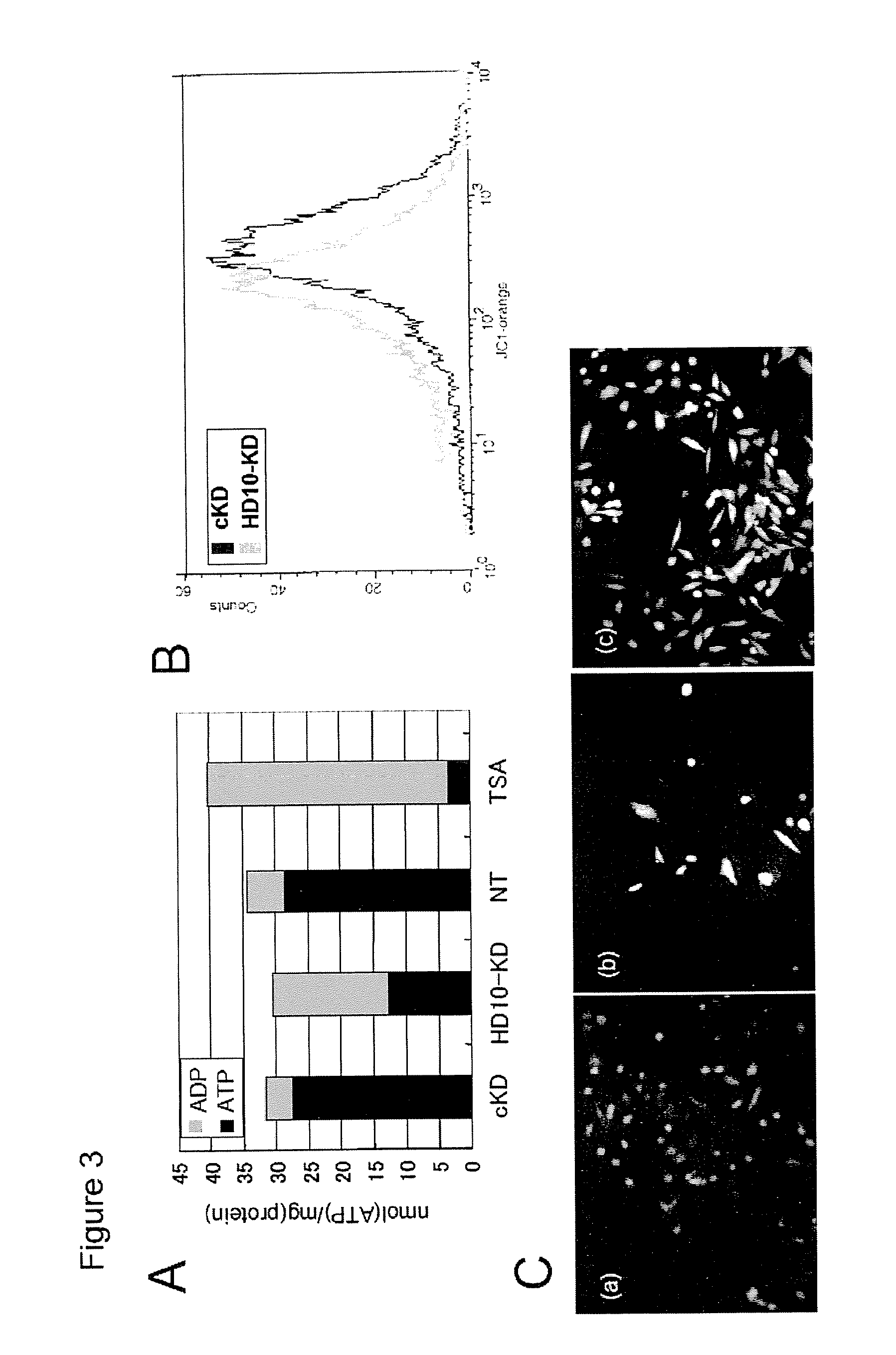 Methods and compositions for regulating hdac6 activity