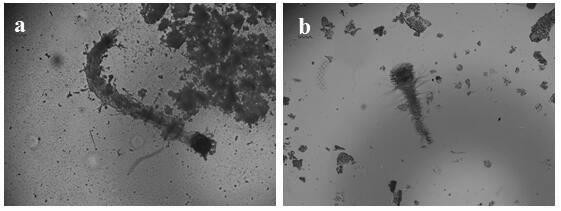 A novel chemical modification of thiomethrin and its preparation method and application