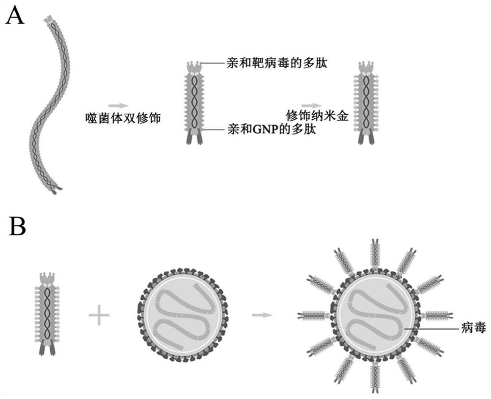 M13 bacteriophage nanoprobe and preparation method thereof