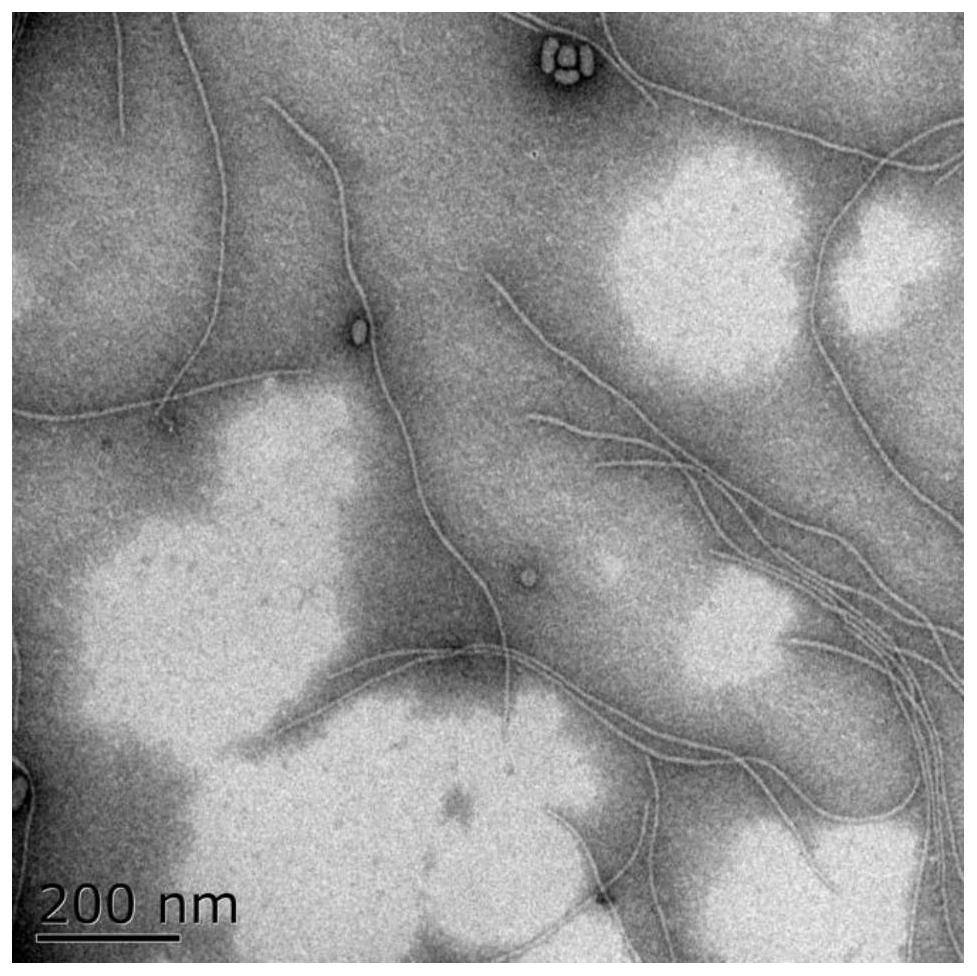 M13 bacteriophage nanoprobe and preparation method thereof