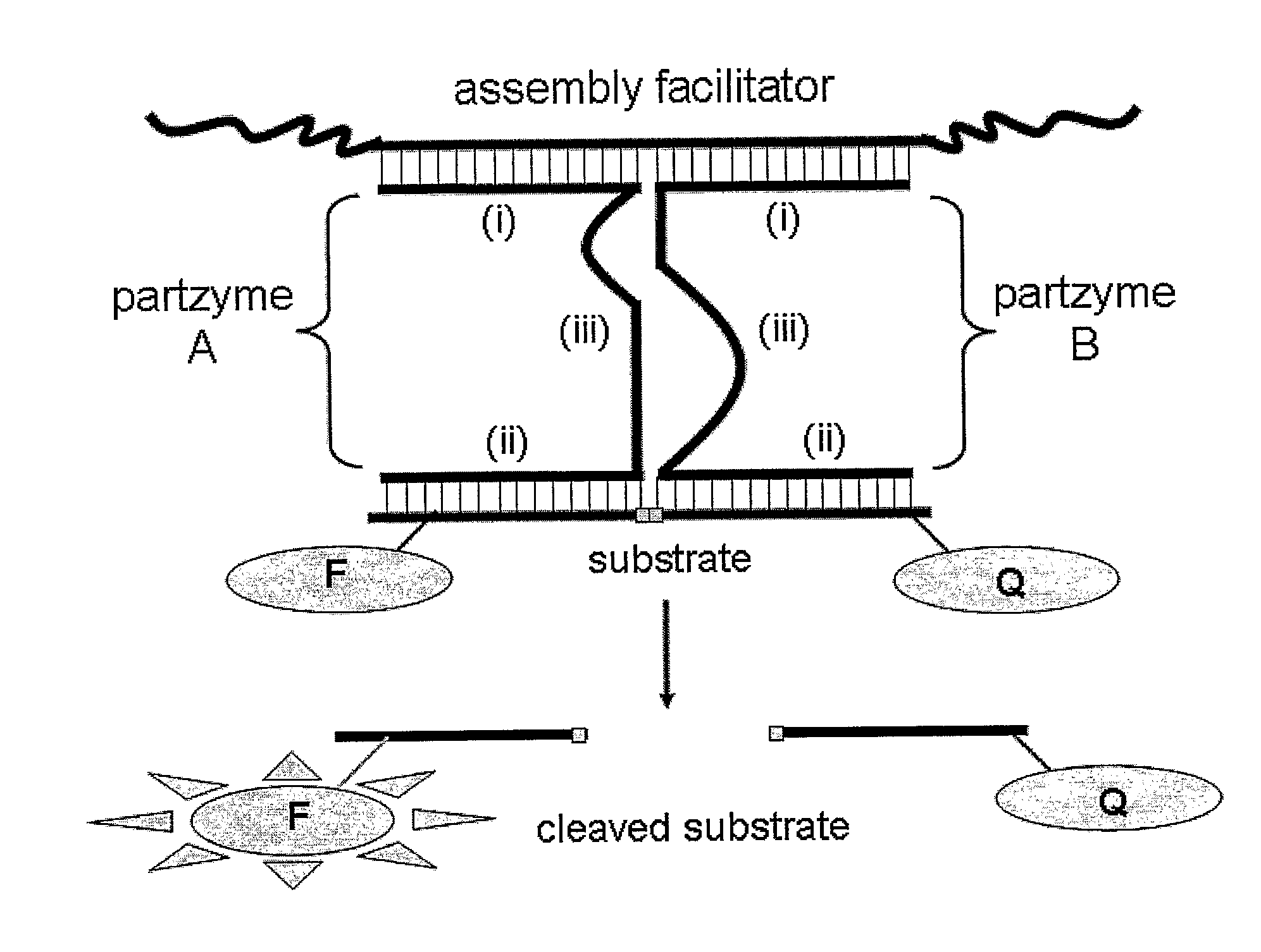 Molecular Switches And Methods For Their Use