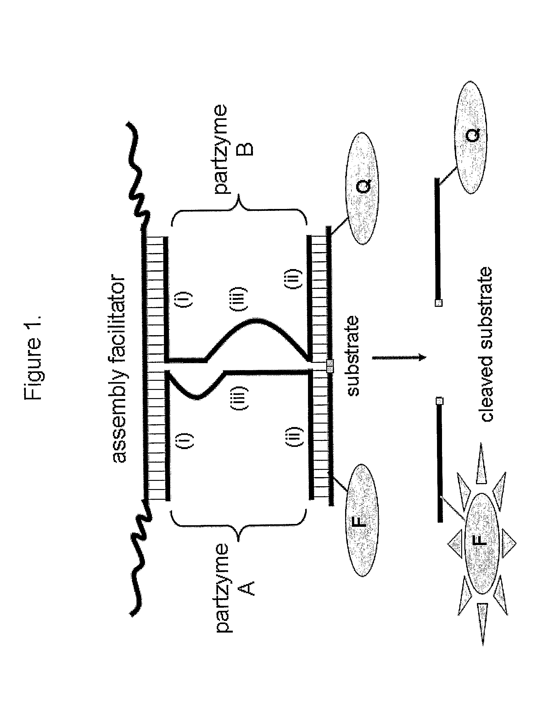 Molecular Switches And Methods For Their Use