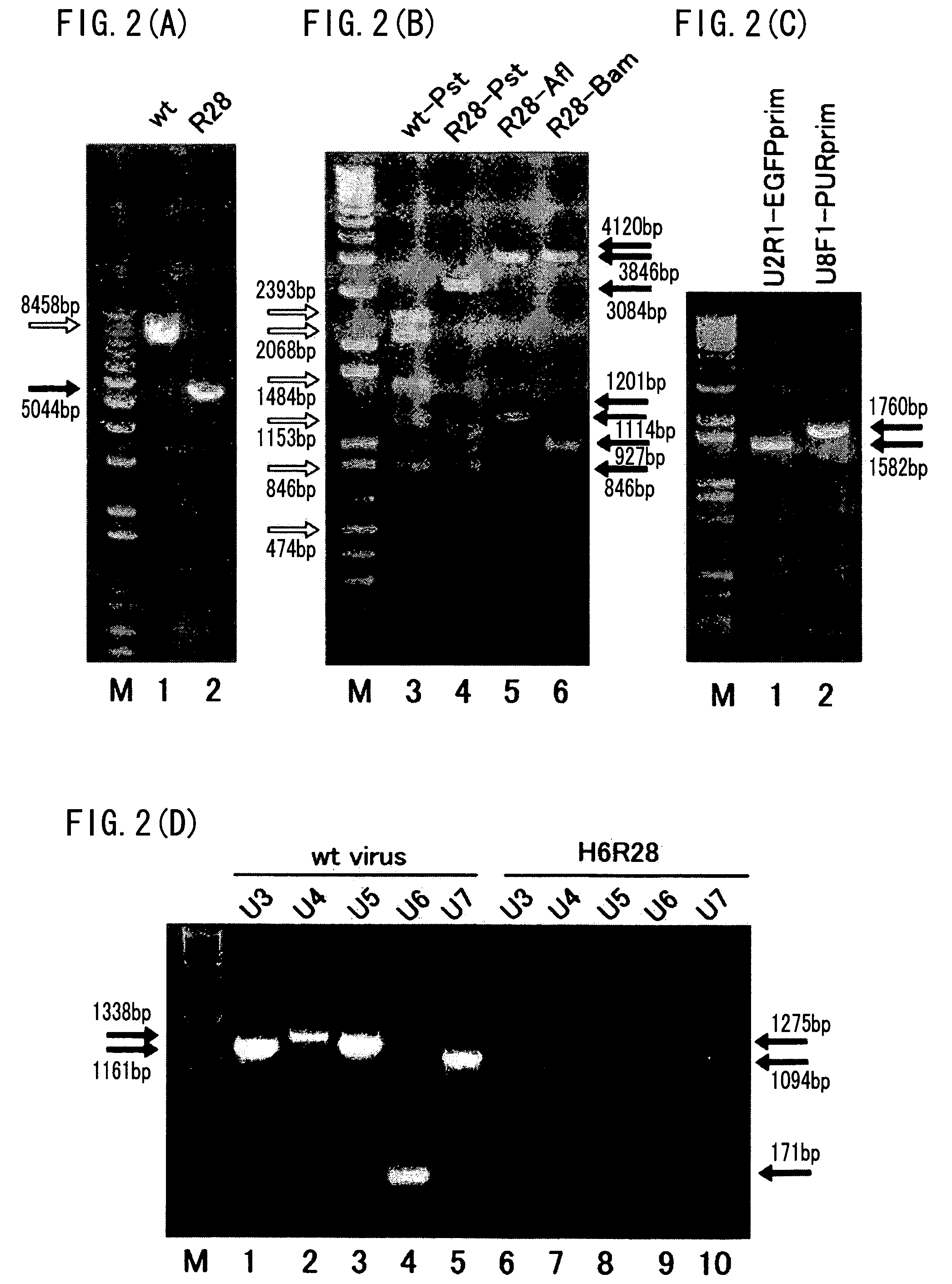 Recombinant virus vector originating in HHV-6 or HHV-7, method of producing the same, method of transforming host cell using the same, host cell transformed thereby and gene therapy method using the same