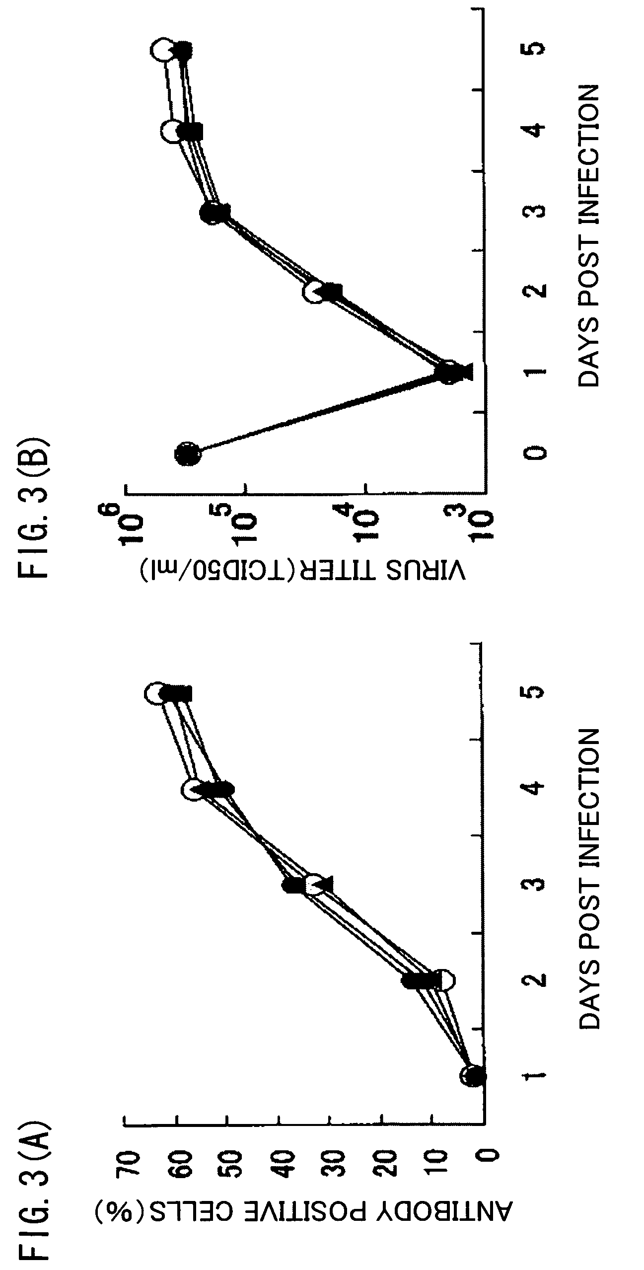 Recombinant virus vector originating in HHV-6 or HHV-7, method of producing the same, method of transforming host cell using the same, host cell transformed thereby and gene therapy method using the same