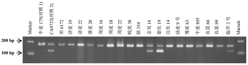 SNP (single nucleotide polymorphism) site related to characters of plant root system and application thereof