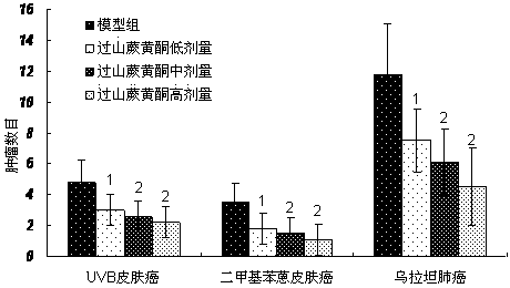 Application of camptosorus sibiricus total flavonids in preparation of medicines for preventing and treating tumour