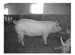 Method for breeding lean swine