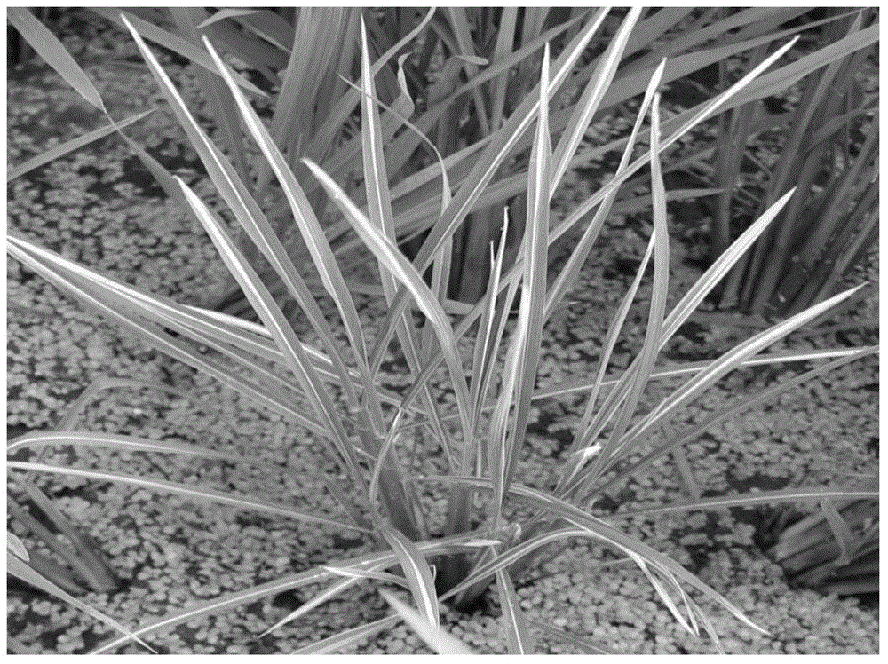 A method for breeding two-line sterile lines of hybrid rice with leaves carrying white midribs