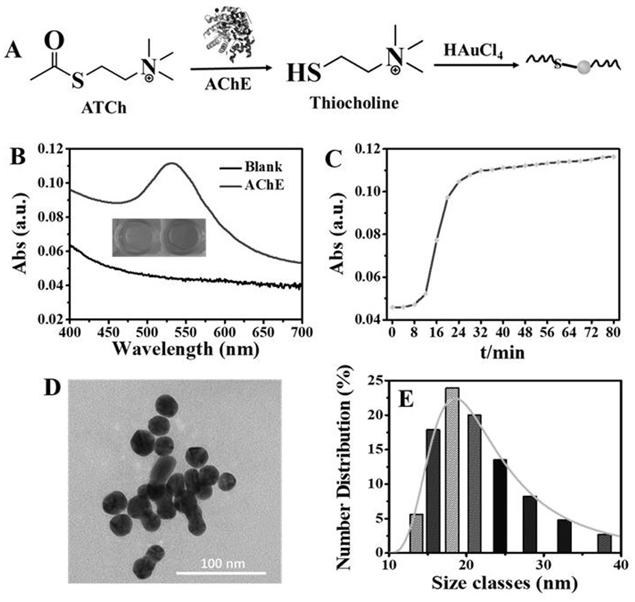 A method for detecting the content of acetylcholinesterase in human serum by using boron nitride quantum dot-gold nanoparticle nanocomposite