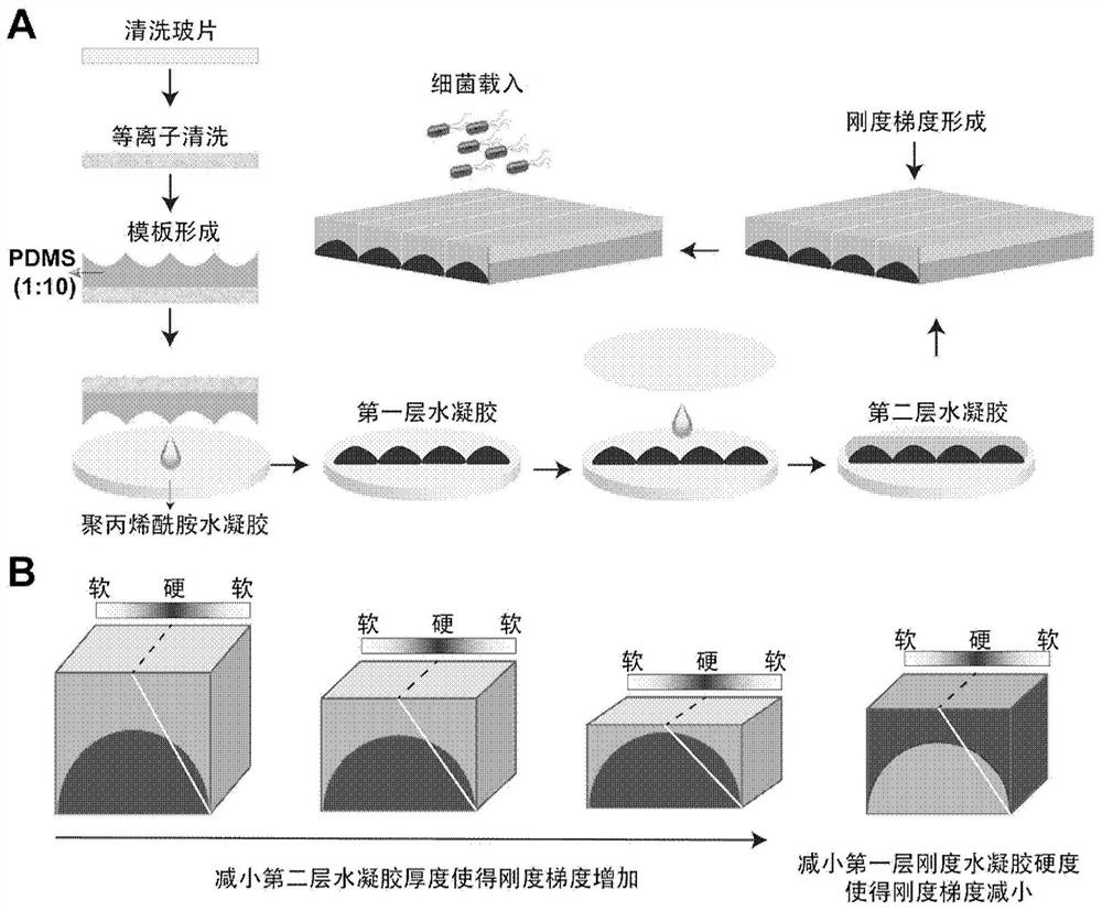 Preparation method and application of anisotropic stiffness gradient hydrogel