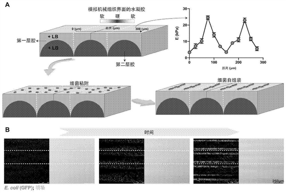 Preparation method and application of anisotropic stiffness gradient hydrogel