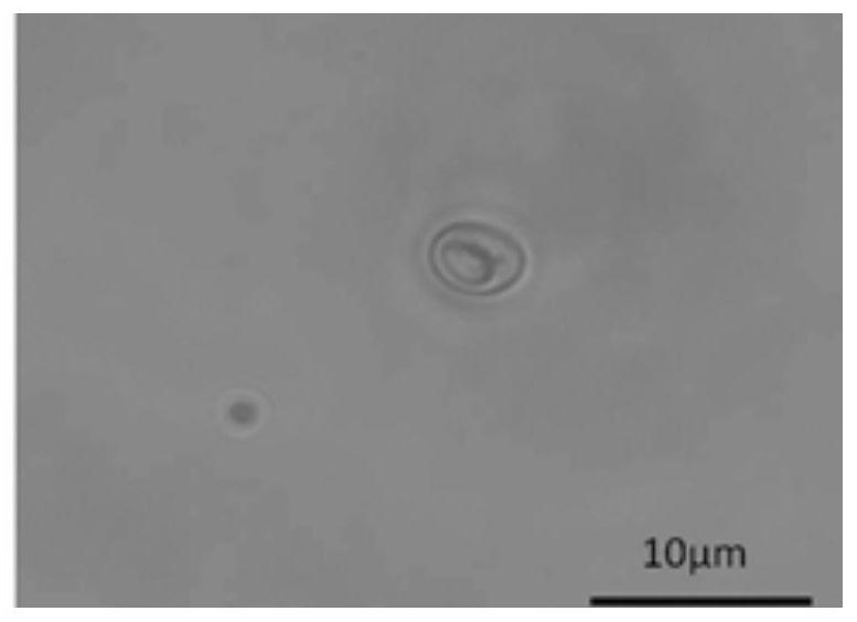 Stationary liquid for microscopic observation of hypsizigus marmoreus basidiospores, preparation method, fixing method and application