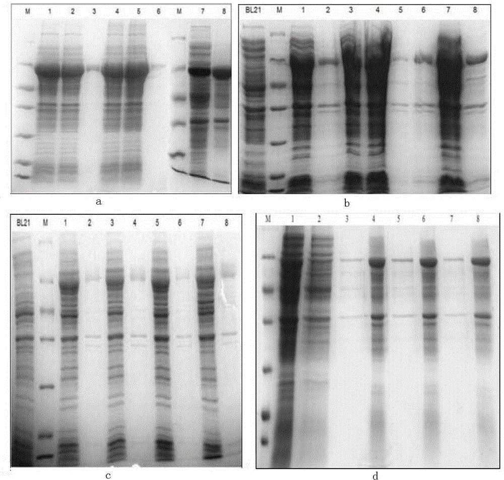 Mycobacterium tuberculosis fusion proteins and their preparation method and use