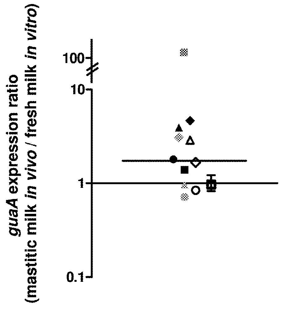 Guanine riboswitch binding compounds and their use as antibiotics