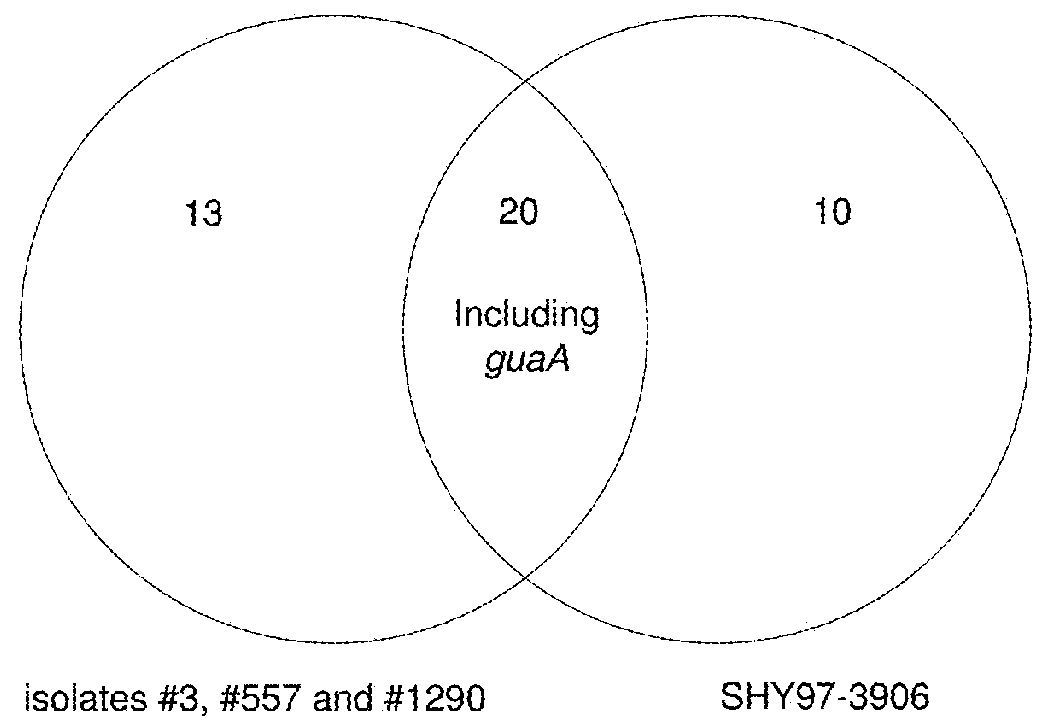 Guanine riboswitch binding compounds and their use as antibiotics