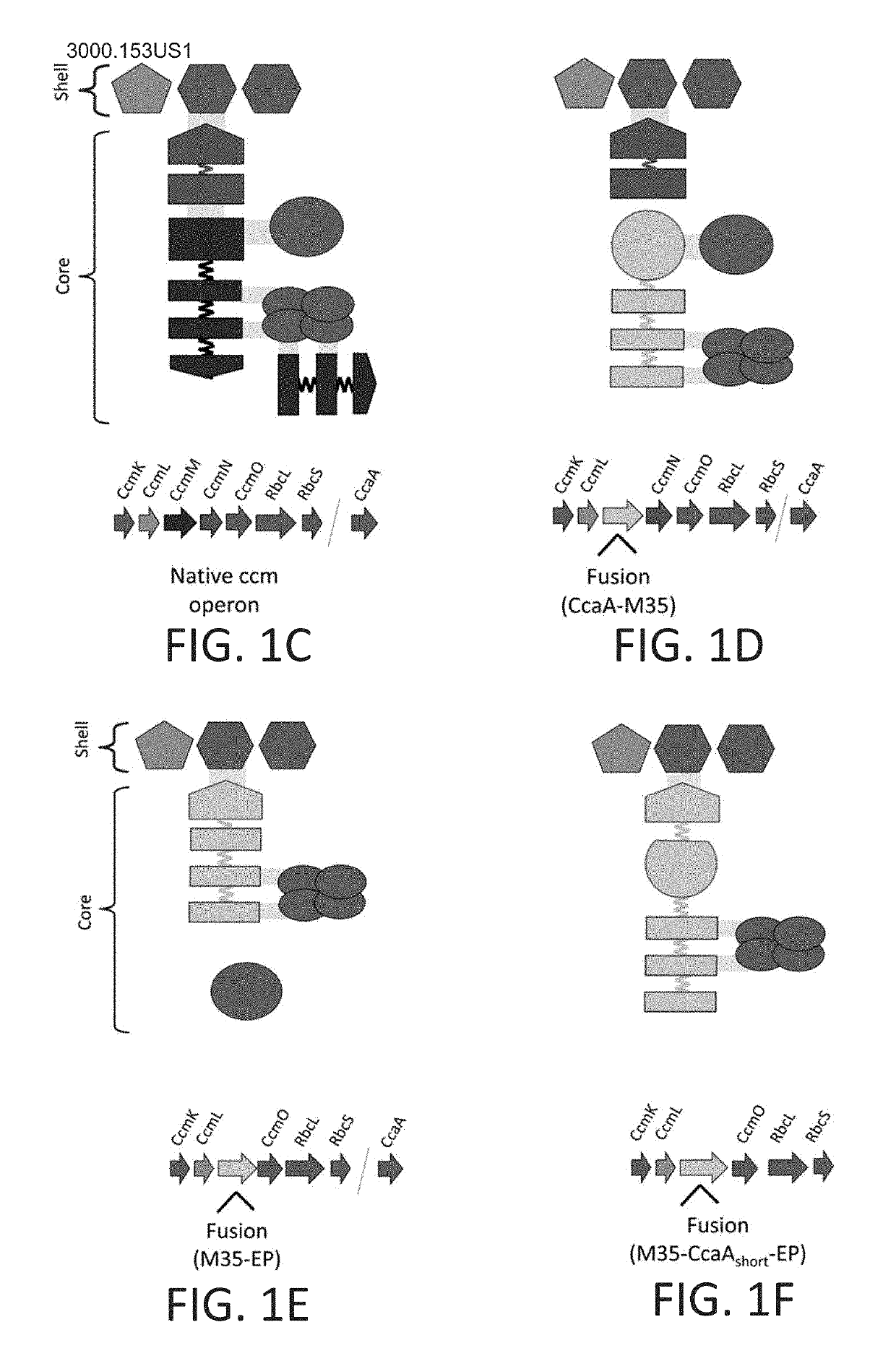 Minimized cyanobacterial microcompartment for carbon dioxide fixation