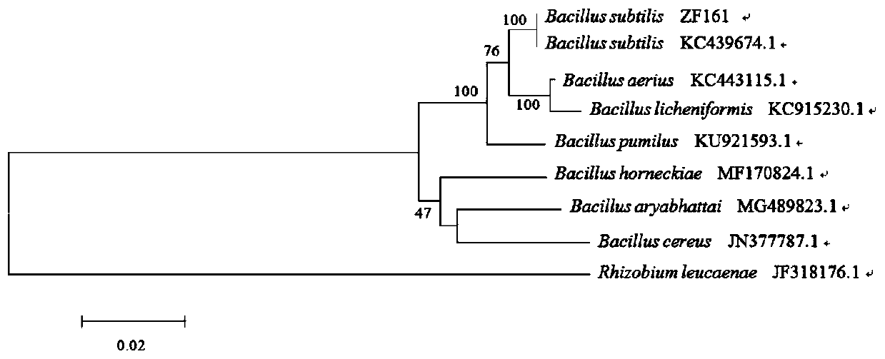 Bacillus subtilis and its application in control of stemphyllium botryosum of tomato