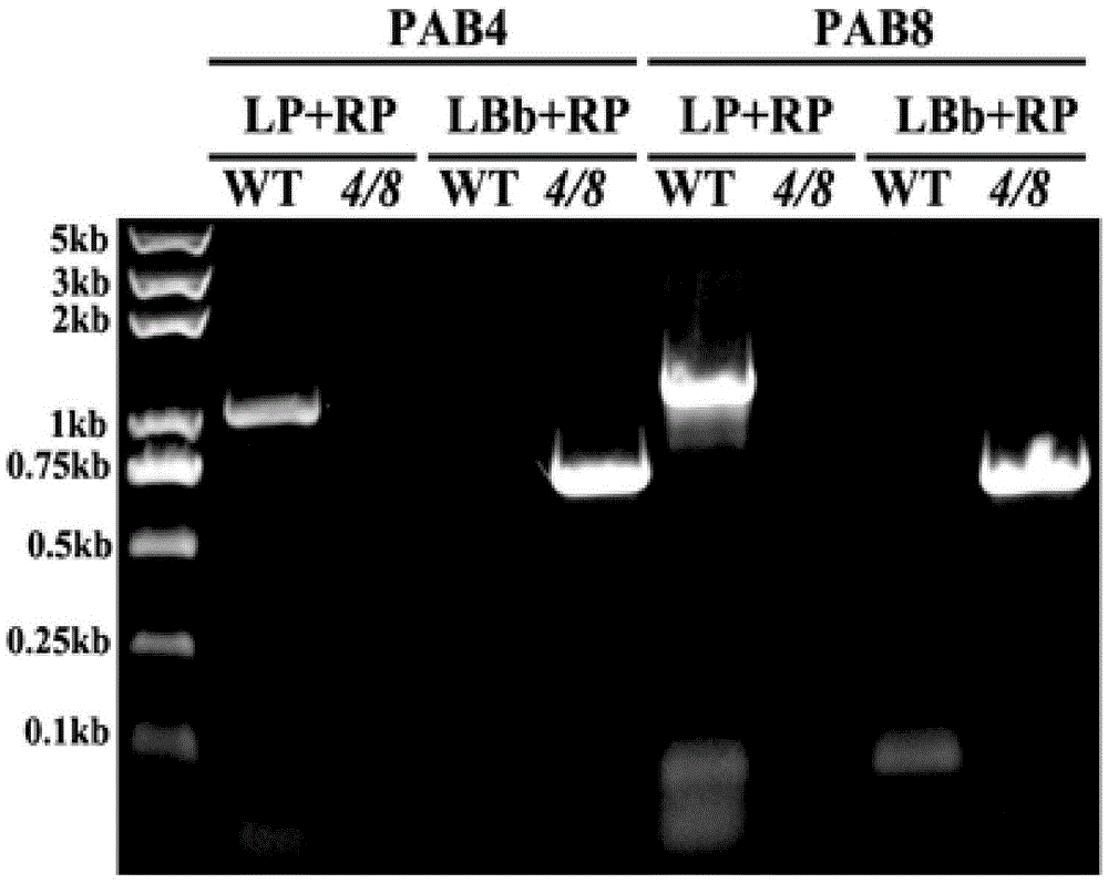 Method for improving tolerance of plants to NaCl by lowering PAB4 and PAB8