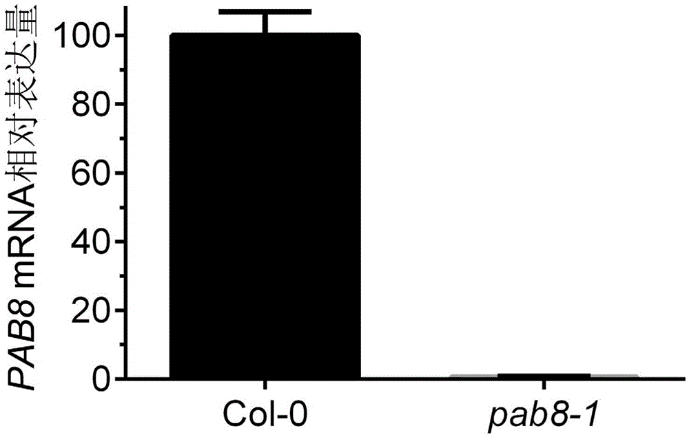 Method for improving tolerance of plants to NaCl by lowering PAB4 and PAB8