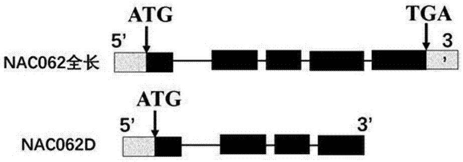 Protein of transcription factor NAC062D and application of encoding gene thereof in inhibiting seed germinating