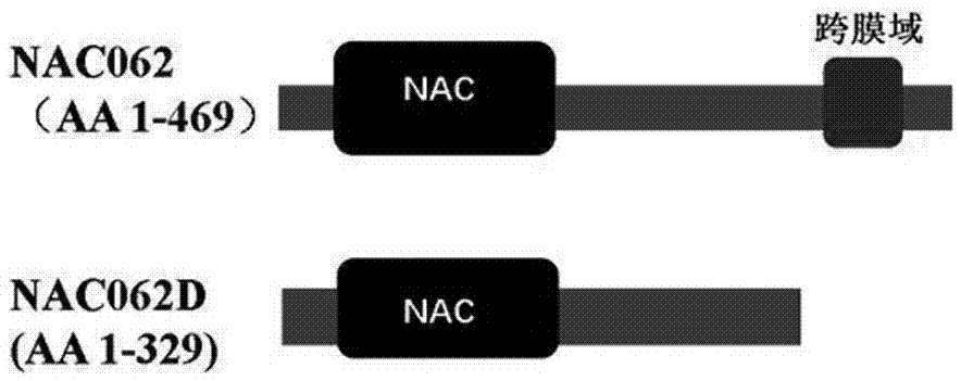 Protein of transcription factor NAC062D and application of encoding gene thereof in inhibiting seed germinating