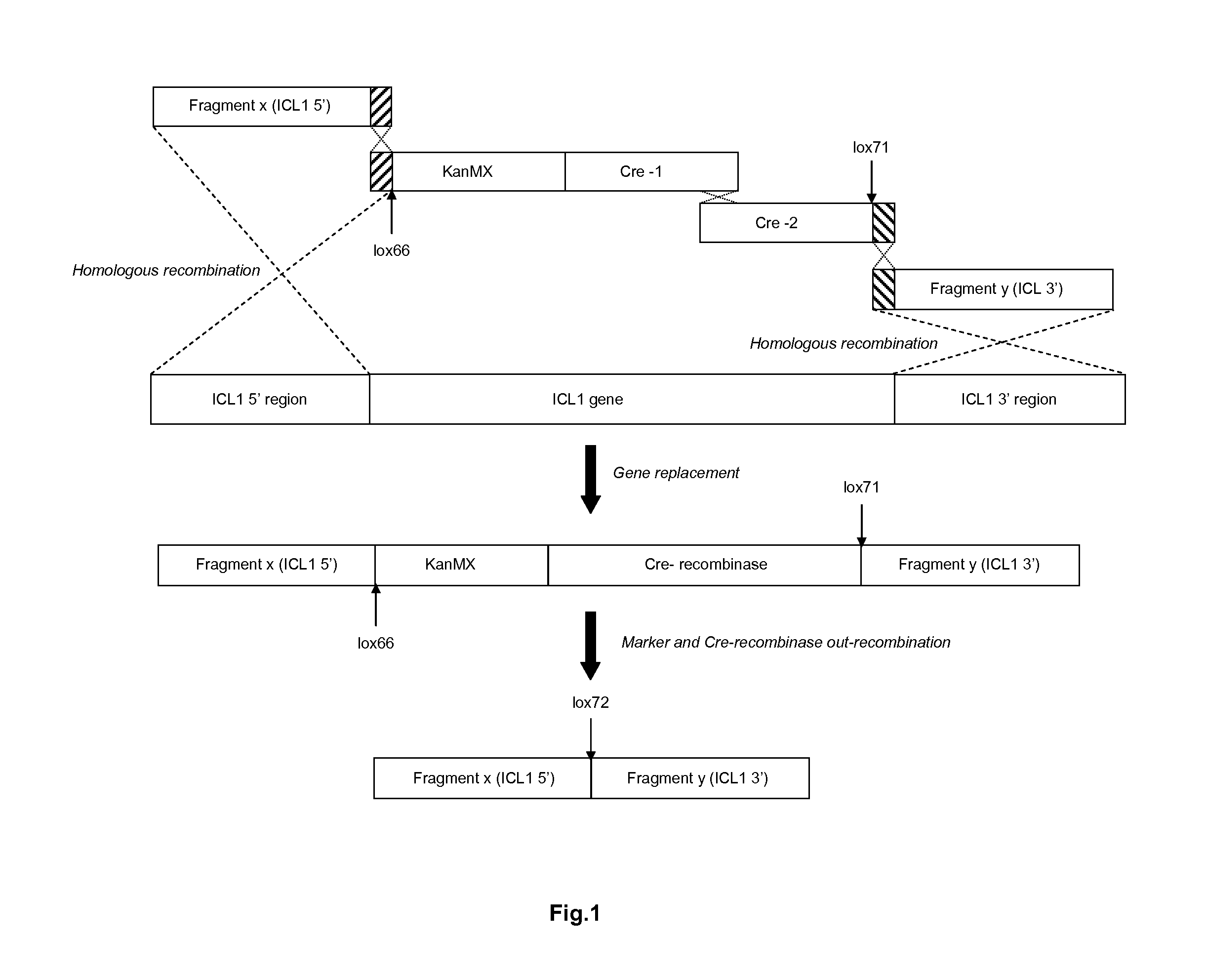 Recombination system