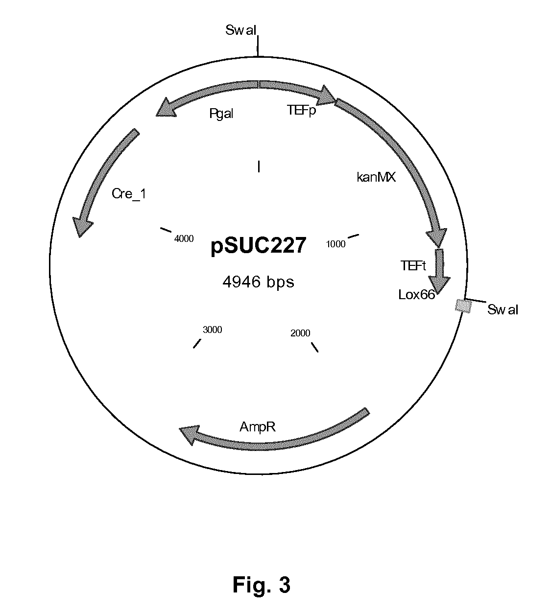 Recombination system