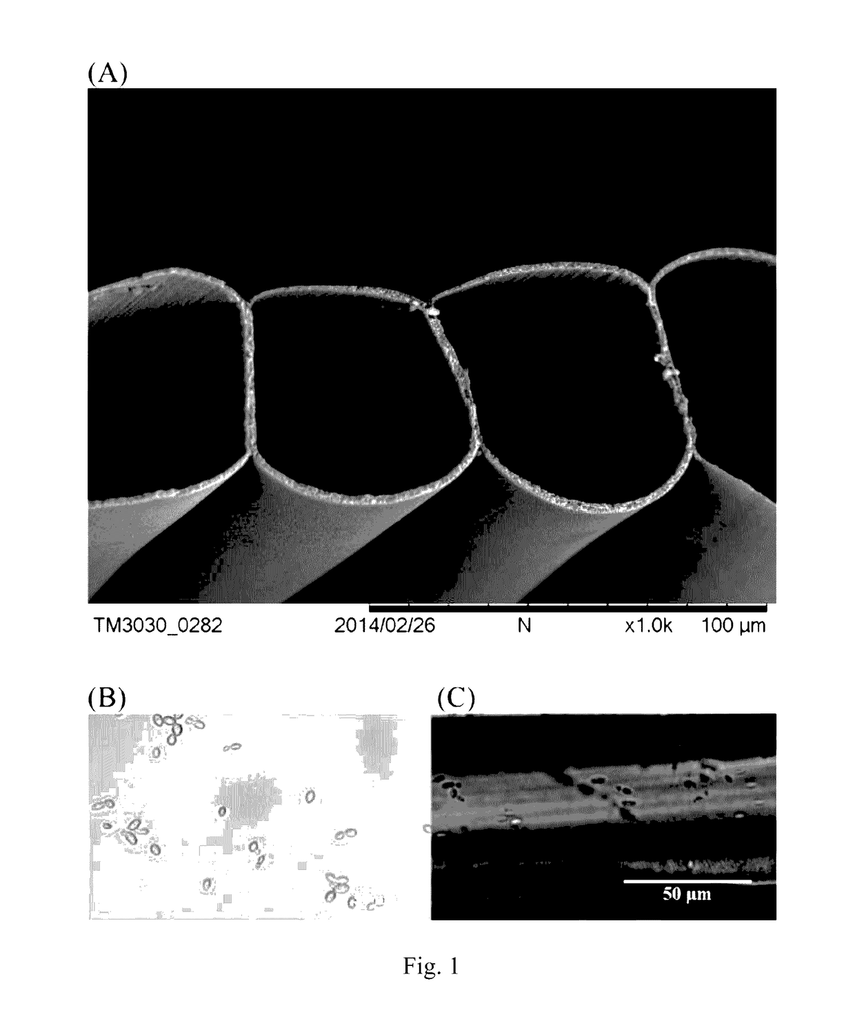 Poly-l-lactic acid (PLLA) microtube array membrane-immobilized yeast cells for bioethanol fermentation