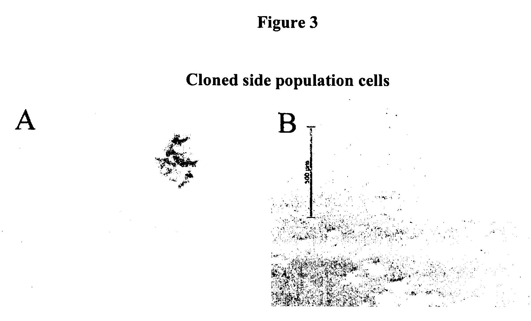 Methods and compositions for bioengineering a tooth