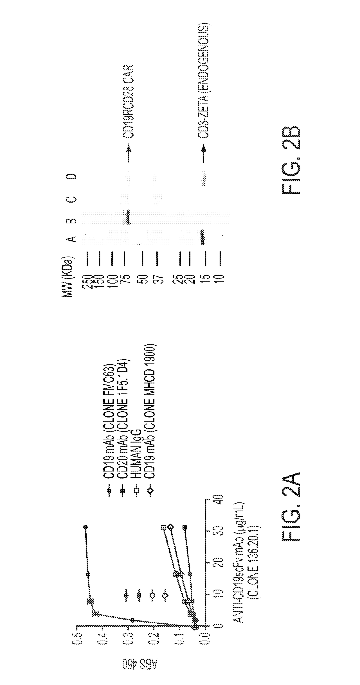 Anti-CD19 scFv (FMC63) polypeptide